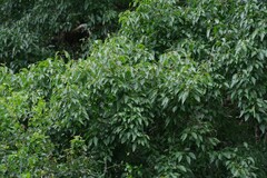 Cordia caffra