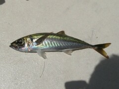 Trachurus symmetricus