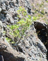 Magnoliopsida