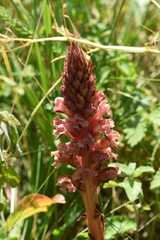 Orobanche kochii