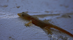 Hemidactylus
