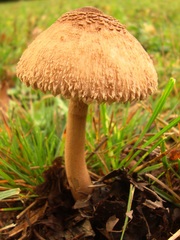 Macrolepiota prominens