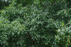 Cordia caffra