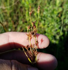 Rhynchospora odorata