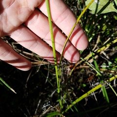 Rhynchospora odorata