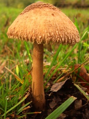 Macrolepiota prominens