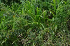 Setaria megaphylla