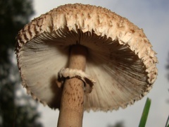 Macrolepiota prominens