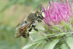 Anthidium septemspinosum