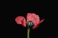 Papaver hybridum