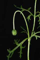 Papaver hybridum