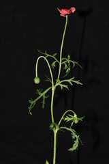 Papaver hybridum