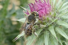 Anthidium septemspinosum