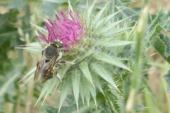 Anthidium septemspinosum