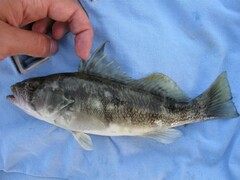 Paralabrax nebulifer