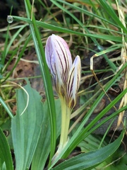 Crocus biflorus