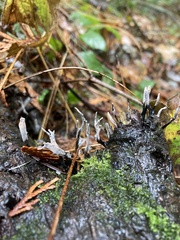 Xylaria hypoxylon
