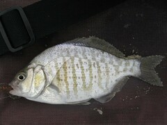 Amphistichus argenteus