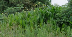 Canna × generalis