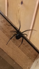 Latrodectus hesperus
