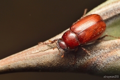 Diplotaxini