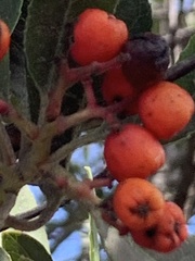 Heteromeles arbutifolia
