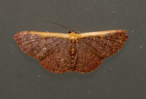 Leptostales crossii (Hulst, 1900)