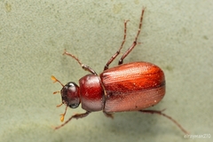 Diplotaxini