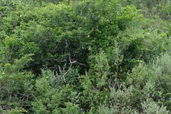 Dalechampia capensis