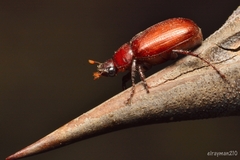 Diplotaxini