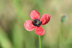 Papaver hybridum