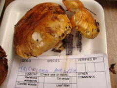 Tricholoma aurantium