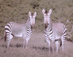 Equus zebra hartmannae