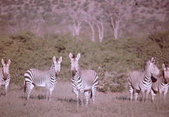 Equus zebra hartmannae