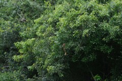 Dalbergia obovata