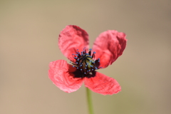 Papaver hybridum