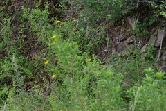 Euryops chrysanthemoides