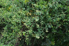 Helinus integrifolius