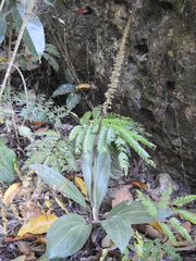 Mesadenus polyanthus