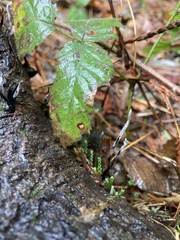 Xylaria hypoxylon
