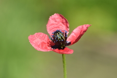 Papaver hybridum