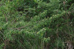Lippia javanica