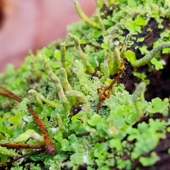 Cladonia coniocraea