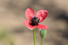 Papaver hybridum