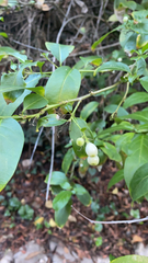 Chiococca alba