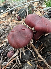 Tubaria punicea