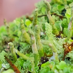 Cladonia coniocraea