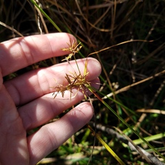 Cyperus polystachyos