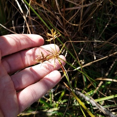 Cyperus polystachyos