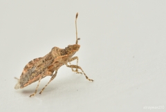 Aufeius impressicollis